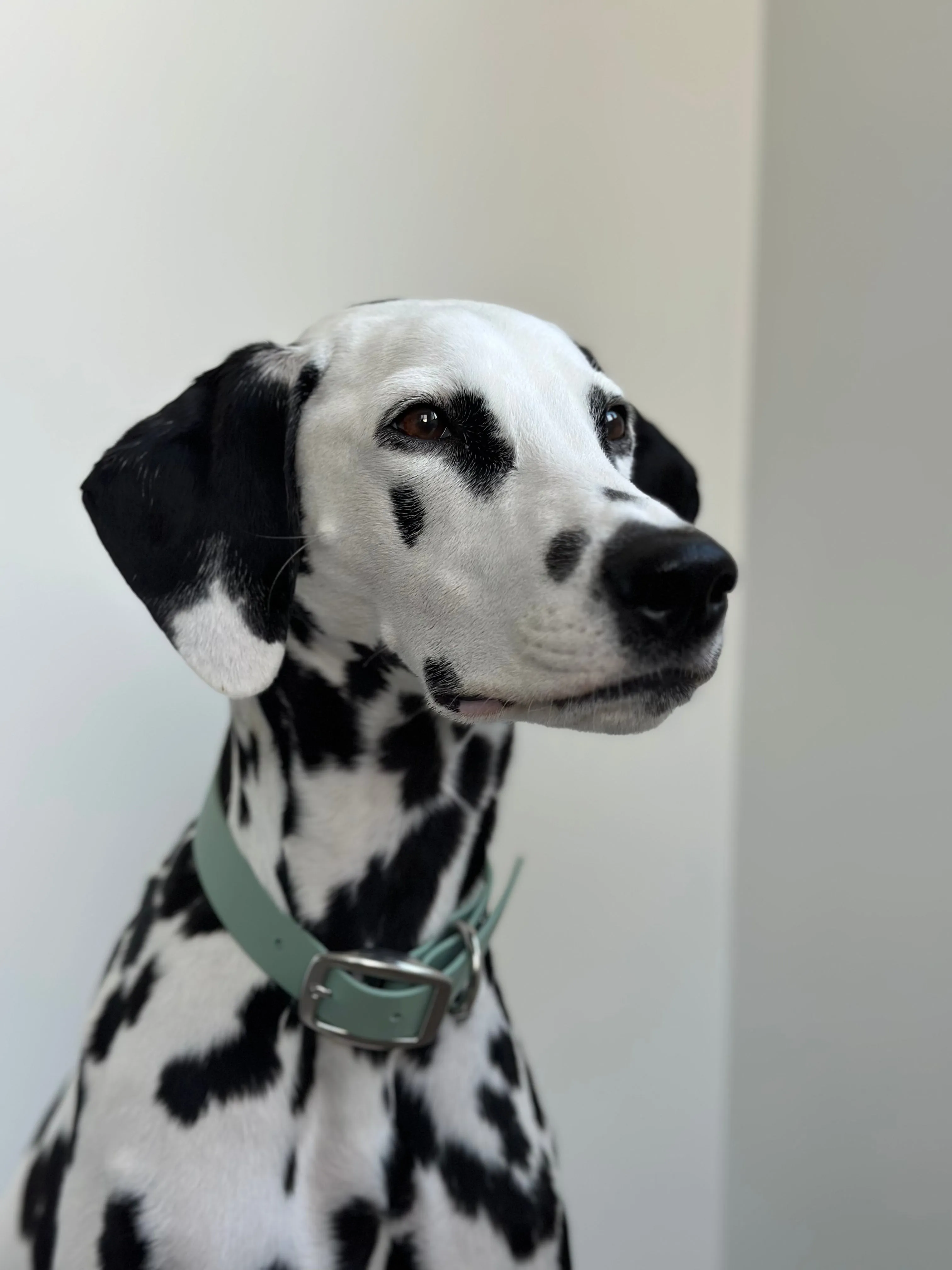 Walk By Good Boy - the Any Way Lead - Sage